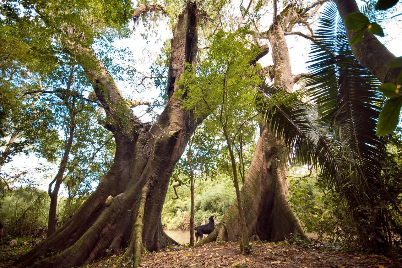 Lower Dover Jungle Lodge & Maya Ruins Unitedville Экстерьер фото